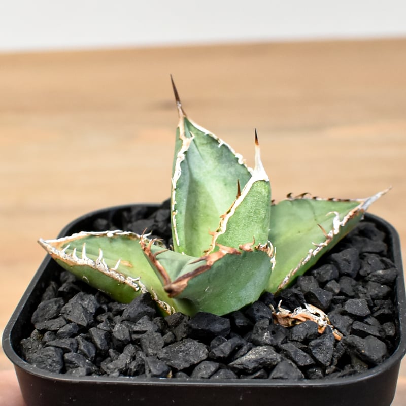 アガベ チタノタ ハイブリッド 黑帝斯(ハデス)×姬嚴龍 【台湾 dragon