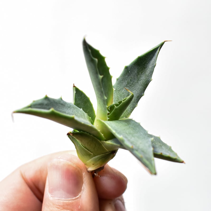 アガベ ハイブリット 