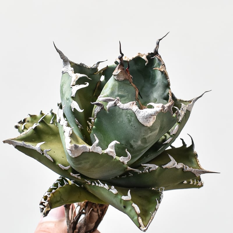 アガベ チタノタ ソーラーエクリプス 