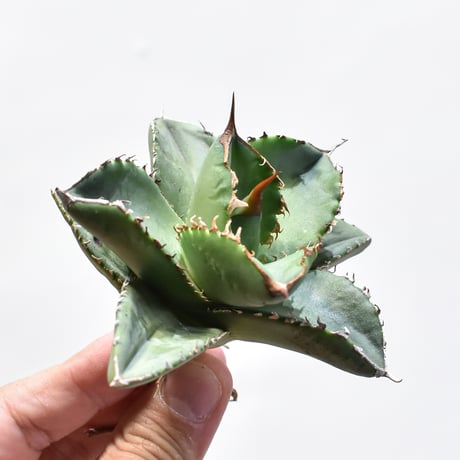 多肉植物アガベチタノタ白鯨縞斑極上株