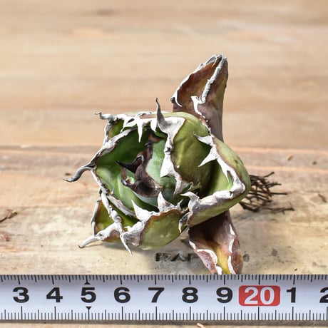 アガベ チタノタ 精品ブラックアンドブルー / 精品BB 精品藍球 【台湾 dragon agave産/中株/抜き苗】A45
