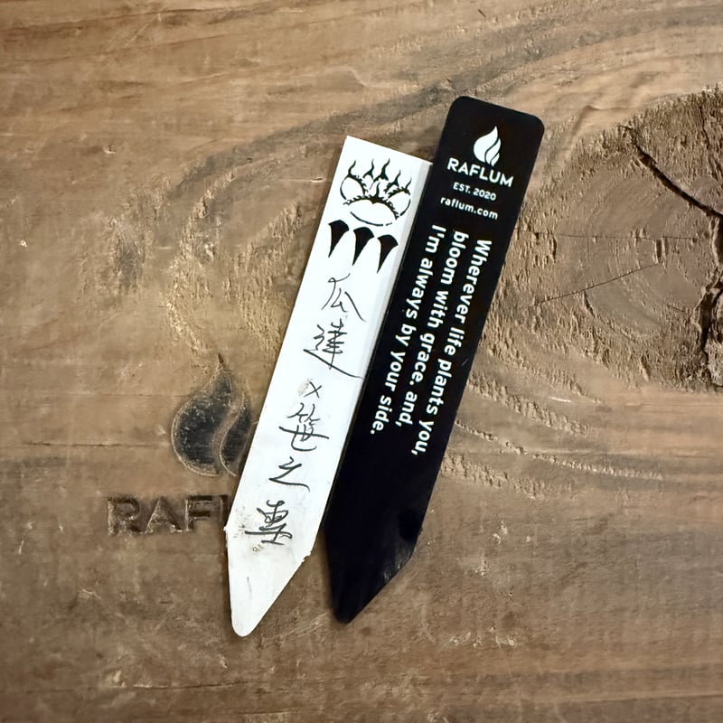 アガベ Dennis hybrid 瓜達×笹之雪 【台湾DENNIS産/発根済み/子株】B0