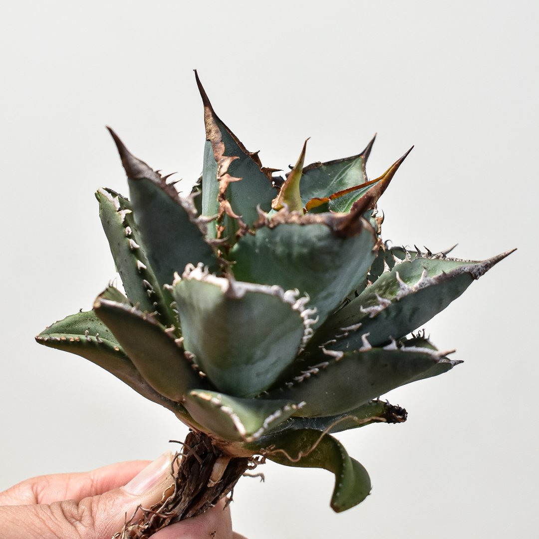 【値下げ！】アガベ 海王　大株 Kaiou