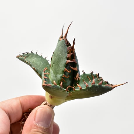 アガベ エボリスピナ スタッズ 2025年最新】Yahoo!オークション -アガベ エボリスピナ(花、園芸