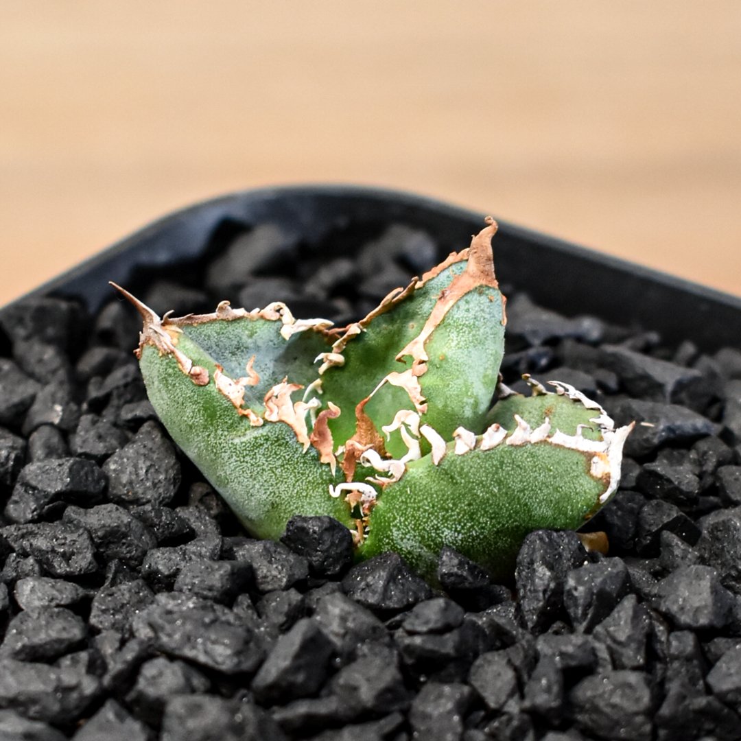 アガベ　チタノタ　星空　OC　検 麻花龍 アガベ チタノタ Shi-hao 