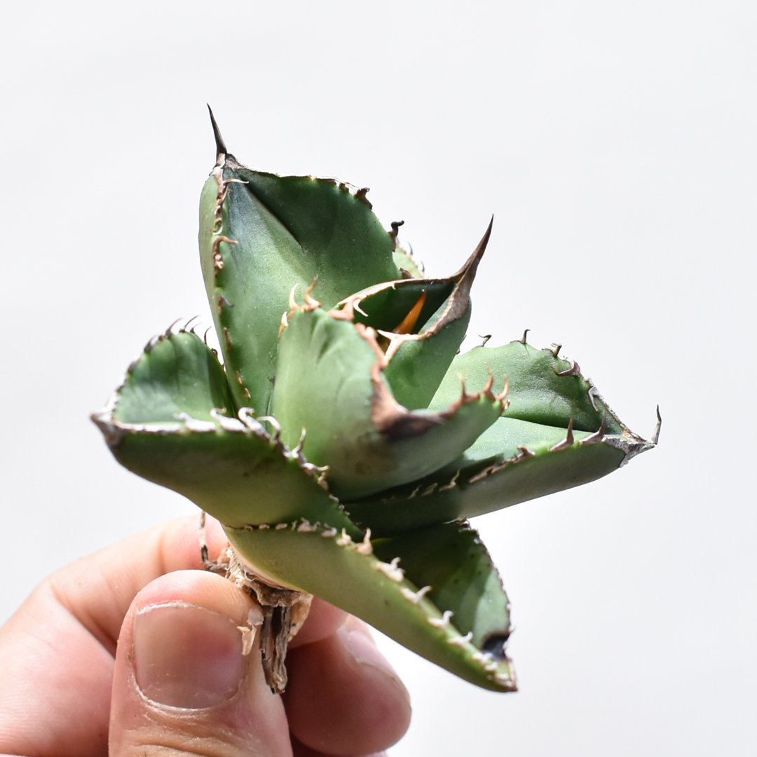 アガベ Ryu アガベ チタノタ 