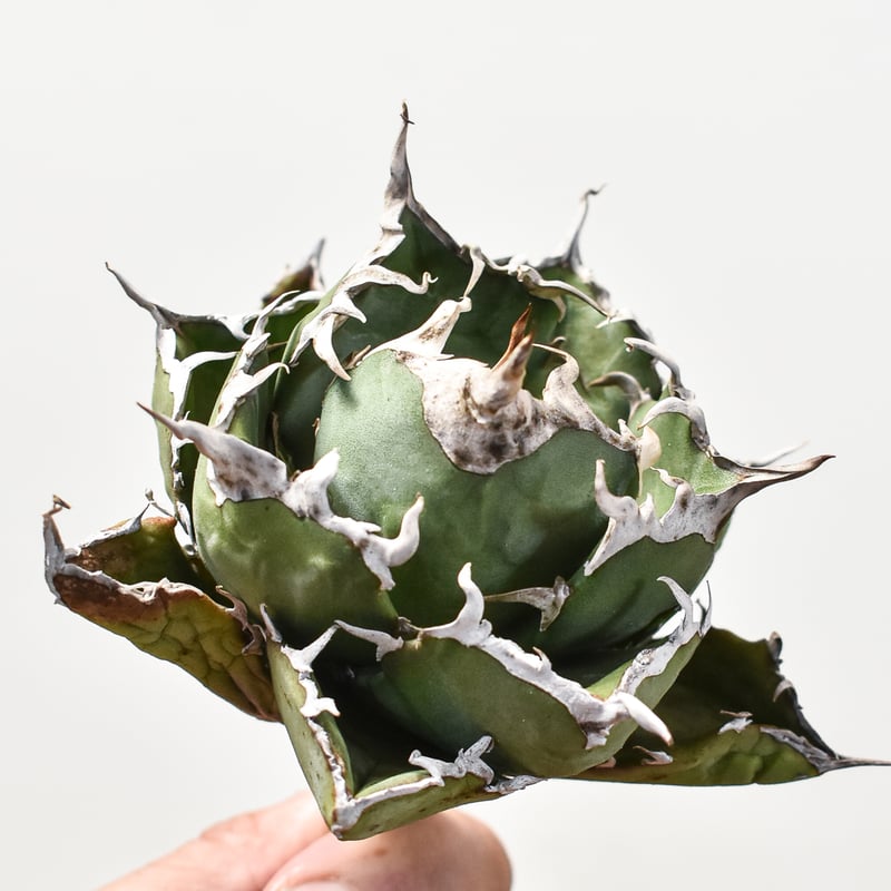 アガベ　チタノタ　白鯨　陽炎　超ボール アガベ チタノタ 白鯨 陽炎 超ボール アガベ チタノタ 白鯨 陽炎