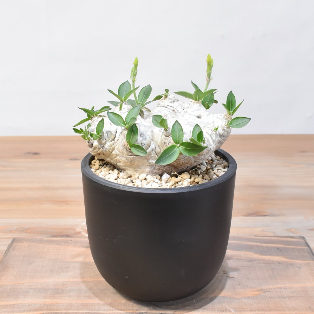 パキポディウム ブレビカウレ 