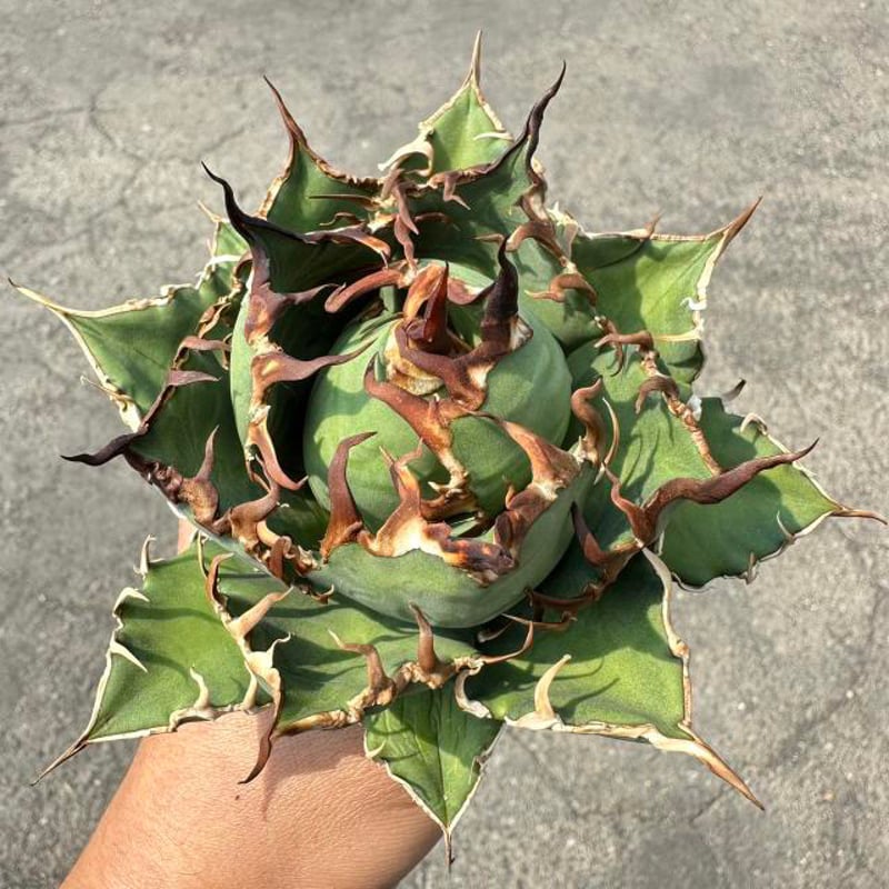 アガベ シーザー caesar 親株 アガベ シーザー 5号 六角台湾鉢 大株