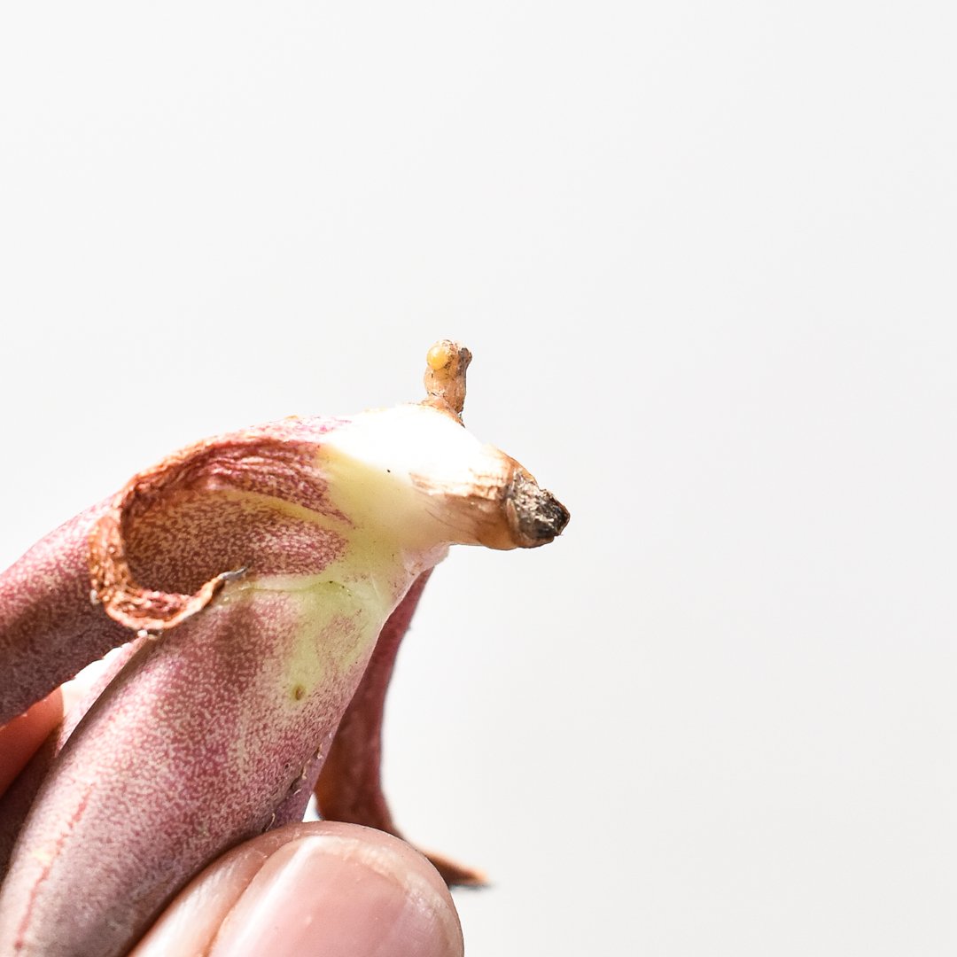 アガベ チタノタ DENNIS040 