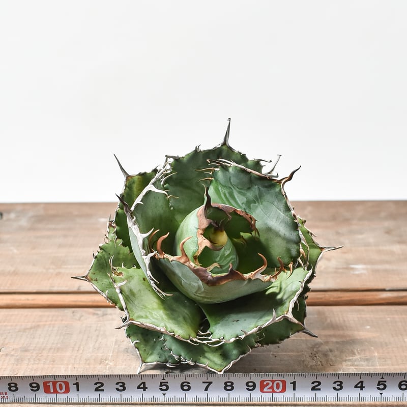 国内実生最高峰】アガベ オテロイ【OSPセレクト株 / 抜き苗 / 実生】21