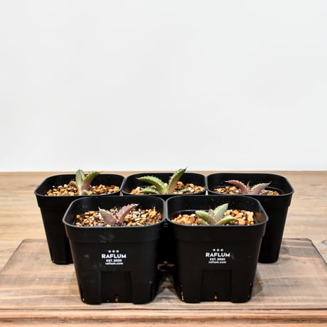 アガベオアハカ | STORES