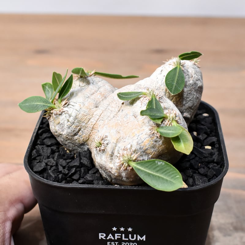 パキポディウム ブレビカウレ 