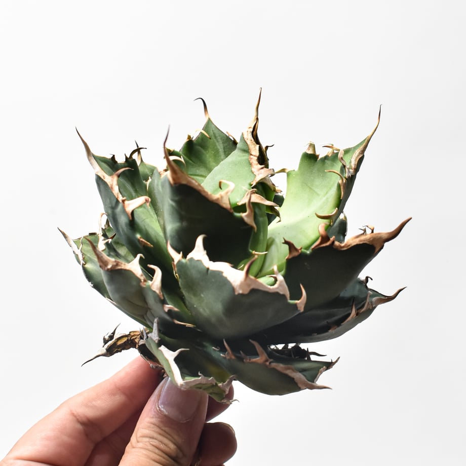 6a1a1eb5324c3608c95a09d0