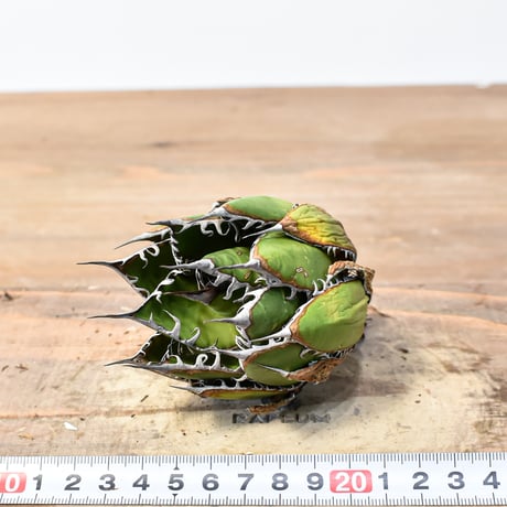 アガベ 精品ホリダ "精品狂刺霍利達"【台湾 dragon agave産/中株/抜き苗】C133