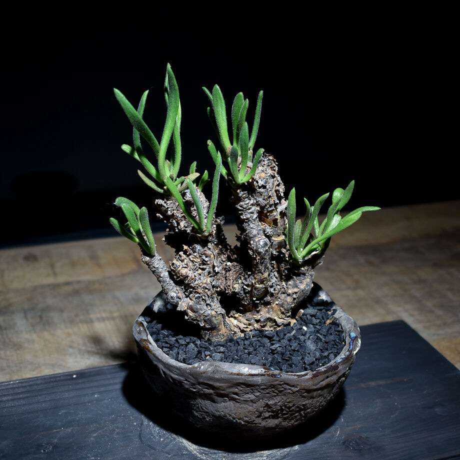 w*n様 チレコドン　ペアルソニー　白象 チレコドン ペアルソニー 白象 現地球 発根株（鉢付き