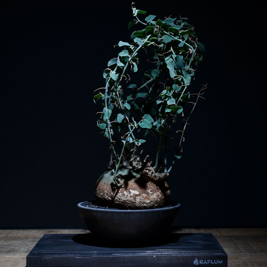 アデニアスピノーサ （発根済み）Lサイズ RF22663 | RAFLUM / ラフラム