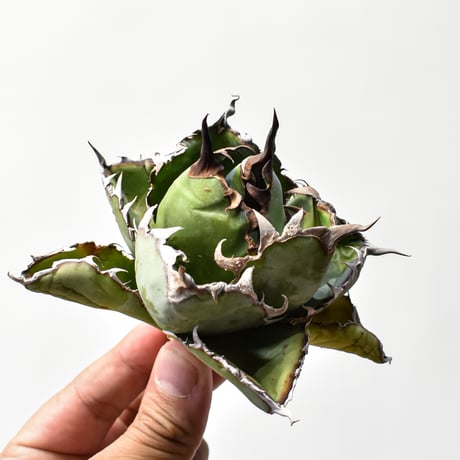 CATEGORY チタノタ ブラックアンドブルー | RAFLUM / ラフラム｜東京