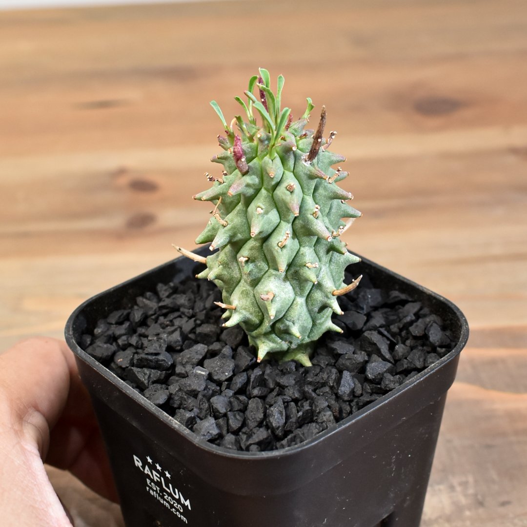 ユーフォルビア スコエンランディ 