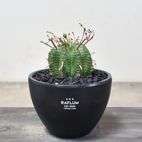 オベサバリダ | STORES