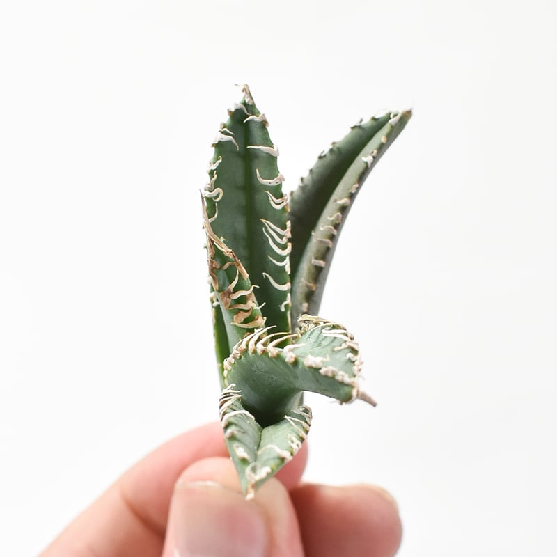 アガベ チタノタ ゴジラ 