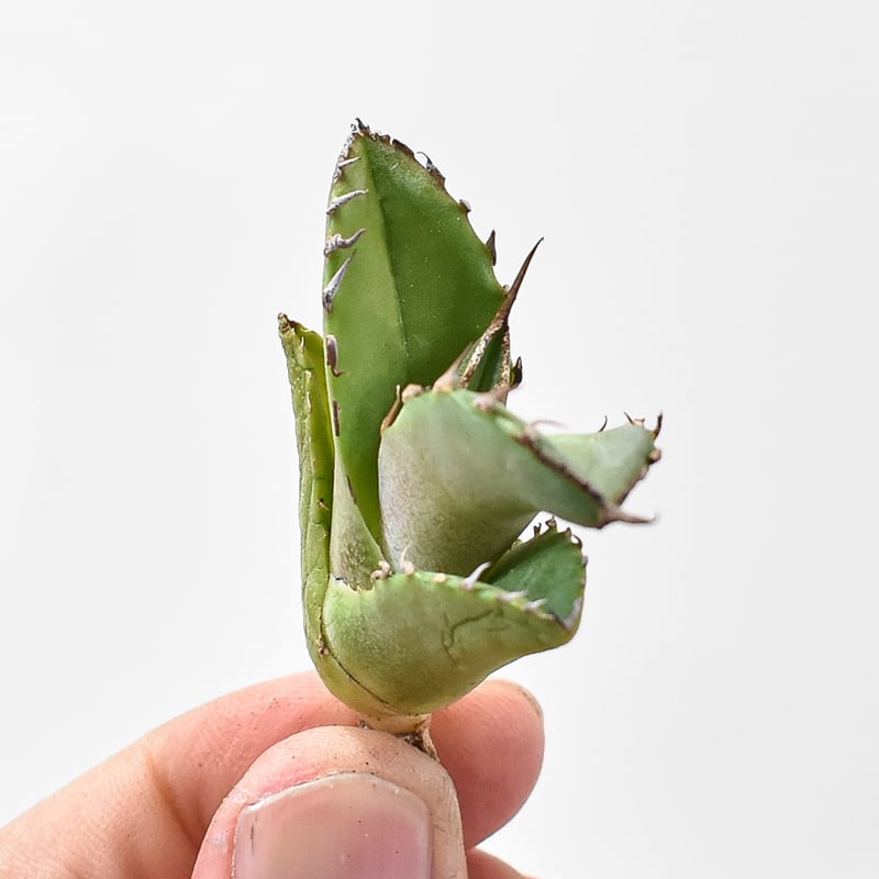 アガベ チタノタ 