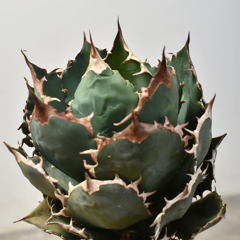 アガベ チタノタ オテロイ 