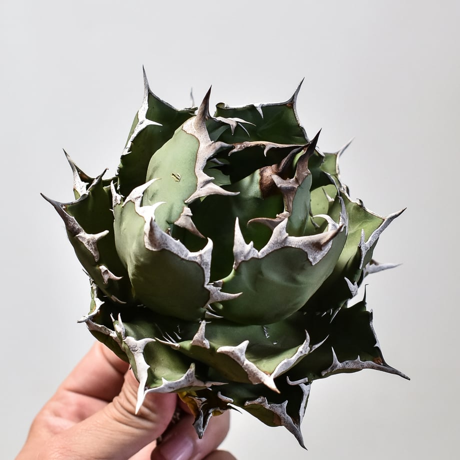 6597f4a1d70f8c1fd22313f1