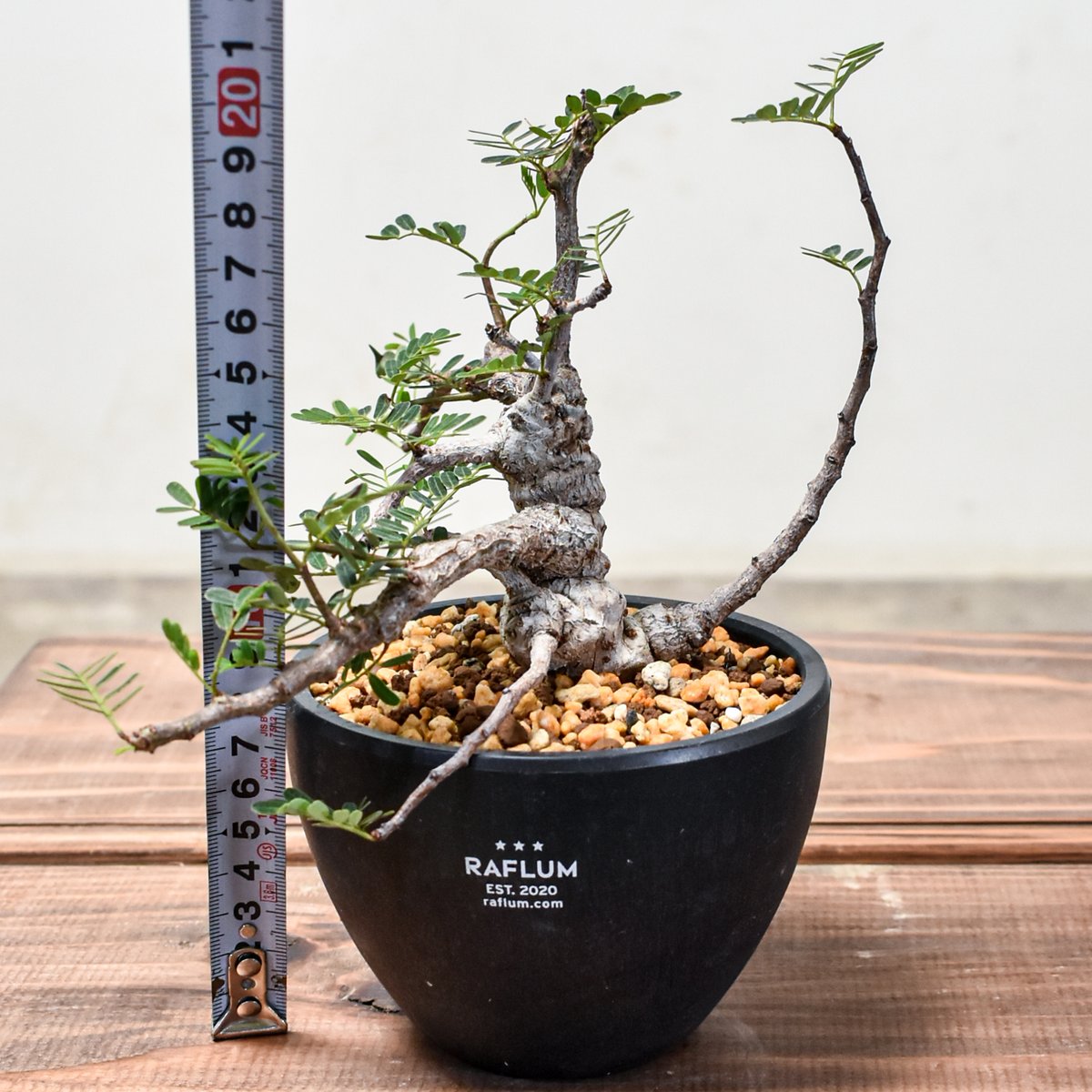 センナ メリディオナリス 【発根済み】GM2400667 | RAFLUM