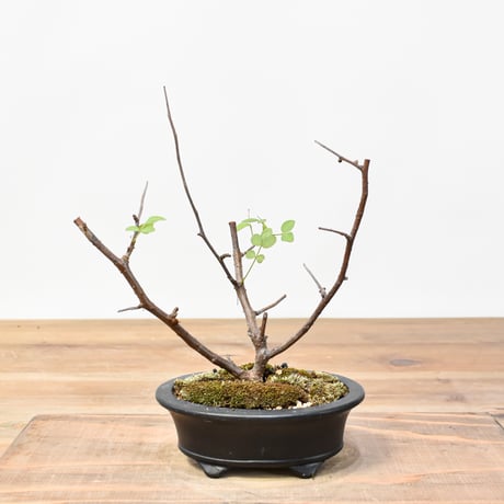 ブルセラ　ミクロフィラ　塊根植物 isla del pescado - Bursera microphylla-ブルセラ・ミクロフィラ