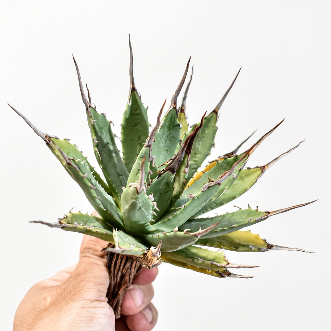 アガベ Dennis hybrid 妖炎X甲妖 /エボリスピナ×（イシスメンシス