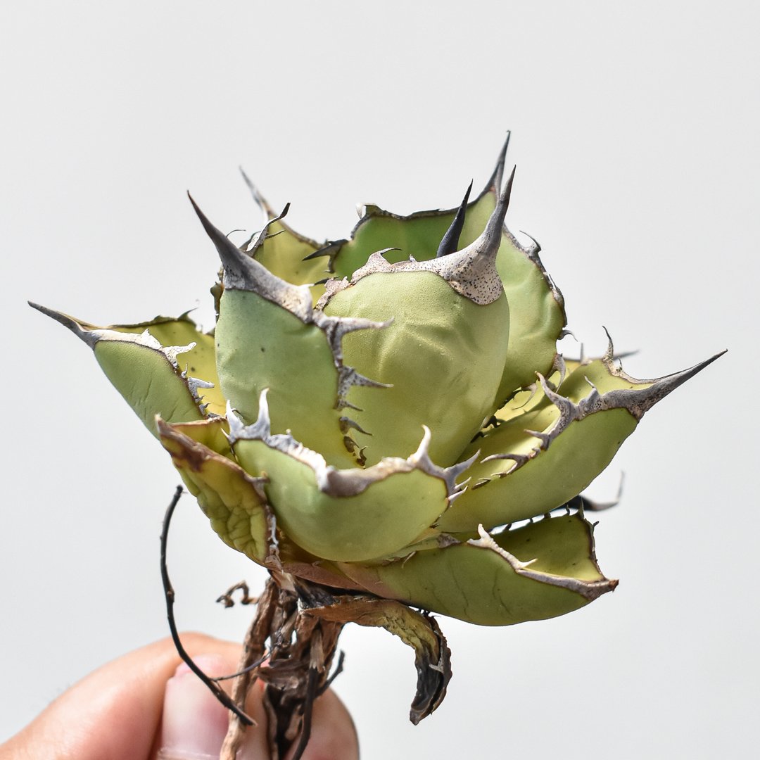 期間限定価格 非売品級【台湾産】アガベ チタノタ パンダ