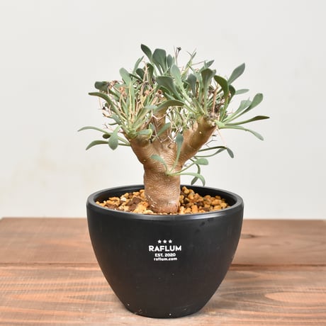 CATEGORY オトンナ | RAFLUM / ラフラム｜東京、大阪の塊根植物