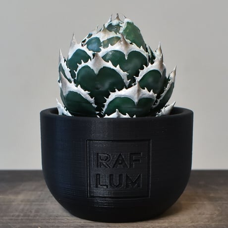 【植物フィギュア】RAFLUM × LOBINDON【Agave Titanota “White Whale】RFLB23004(T)