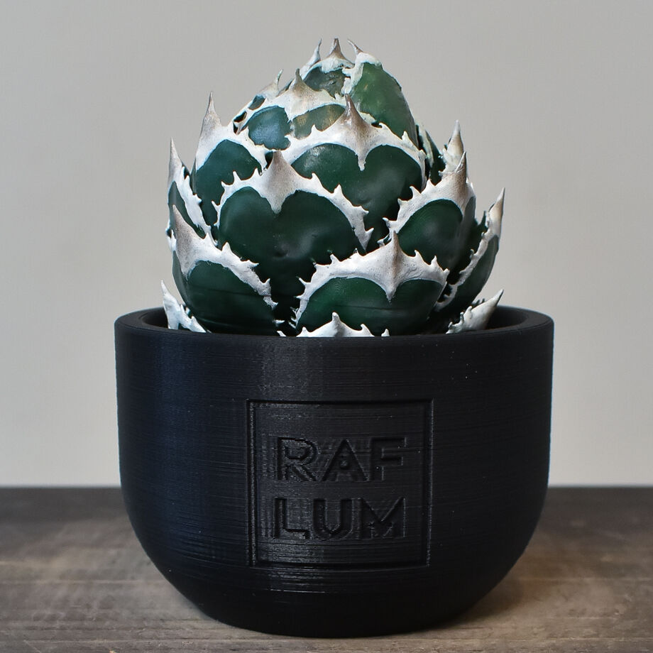 植物フィギュア】RAFLUM × LOBINDON【Agave Titanota “Whit