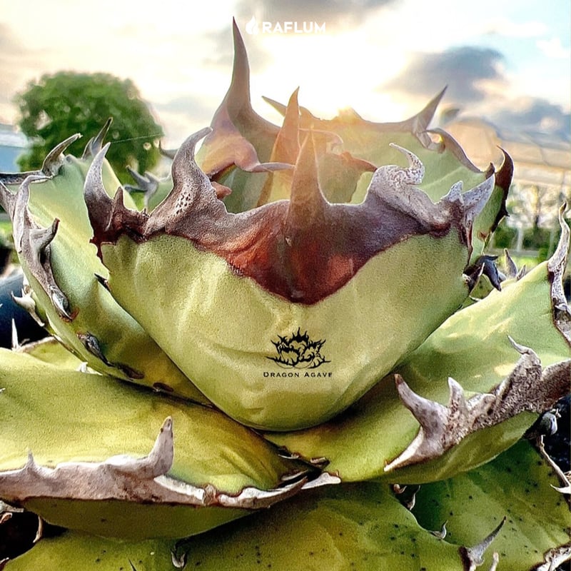 アガベ チタノタ ソルティードック  