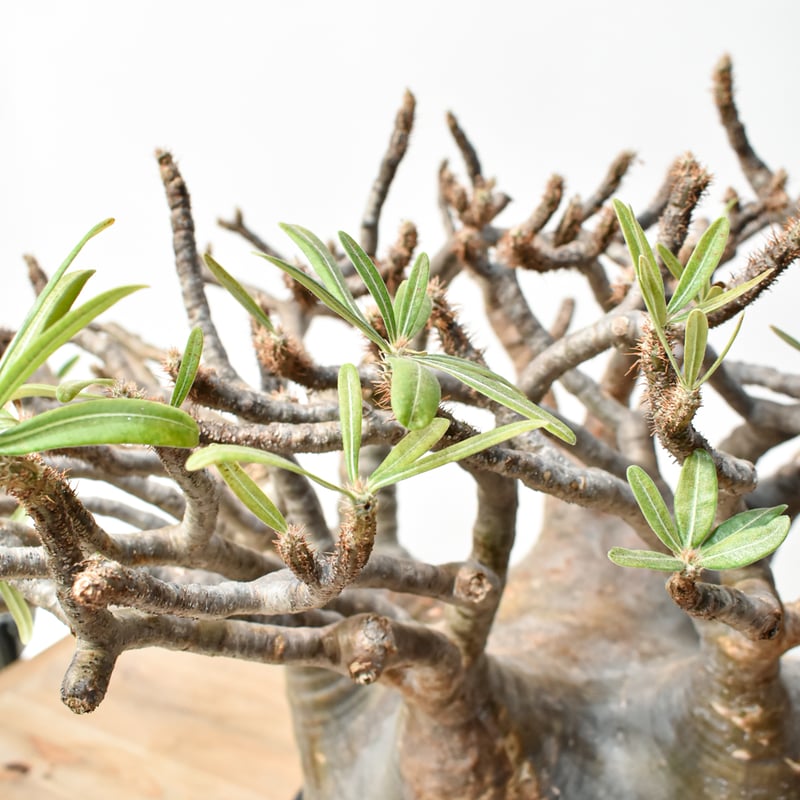 パキポディウム　グラキリス　大株 RAFLUMコレクション】パキポディウム グラキリス 