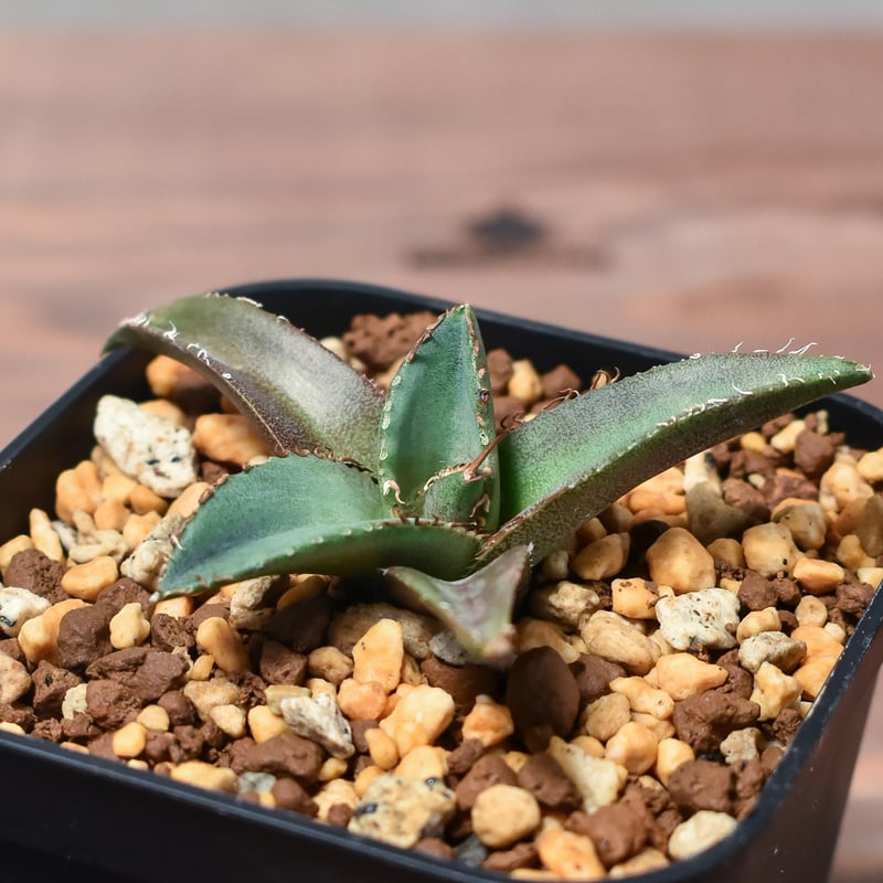 アガベ 鯊魚剣錦 TC株 アガベ チタノタ シャークソード 