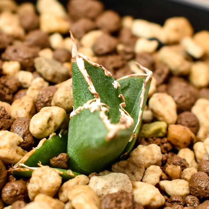 アガベ　チタノタ　　 大白鯊‼️ アガベ・チタノタ 大白鯊（芽）-001｜agave titanota 大白鯊