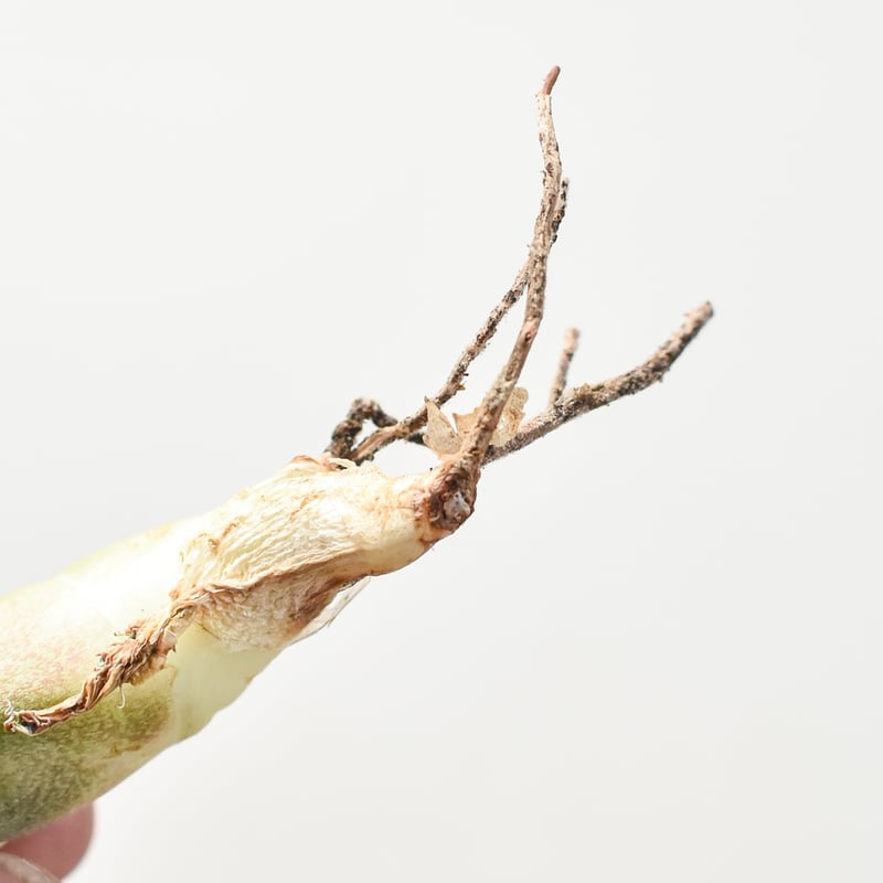 アガベ チタノタ 