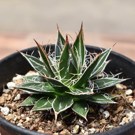 シジゲラ | STORES