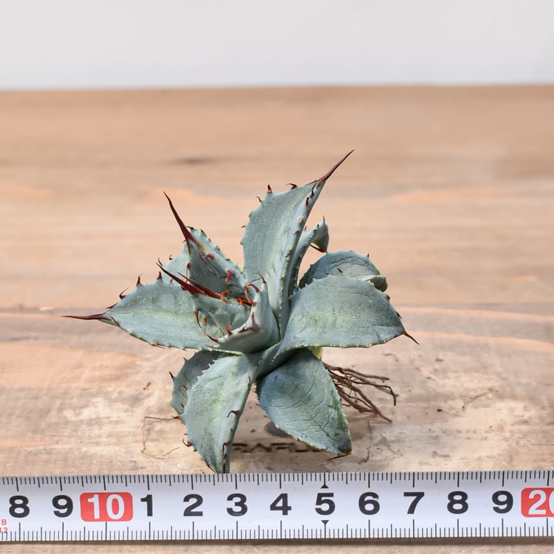 アガベ ハイブリット （パラサナ、イシスメンシス）× 曙光【台湾