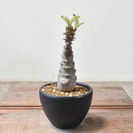 パキポディウム ウィンゾリー 【実生】GM2402214