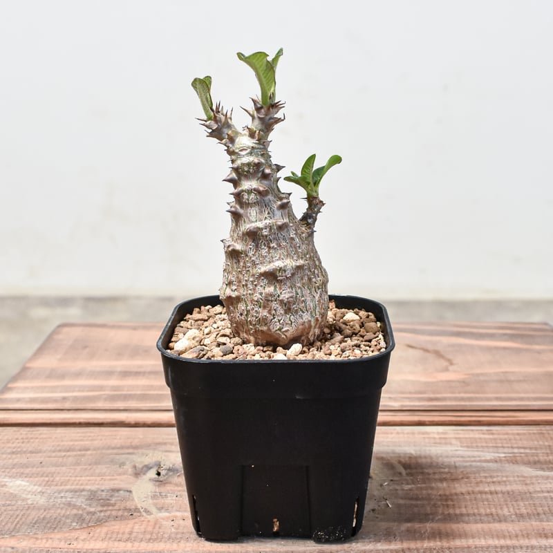 国内実生株 パキポディウム ウィンゾリー実生 24(グラキリス パキプス