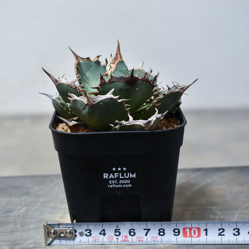 アガベ チタノタ 