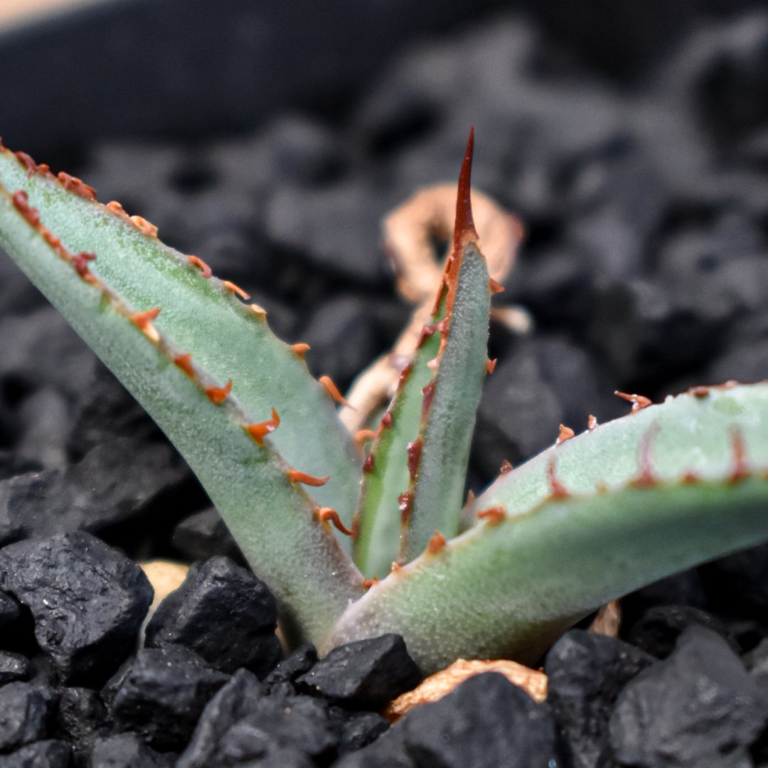 アガベ Dennis hybrid 笹之雪x屈原之舞扇 【台湾DENNIS産/発根済み