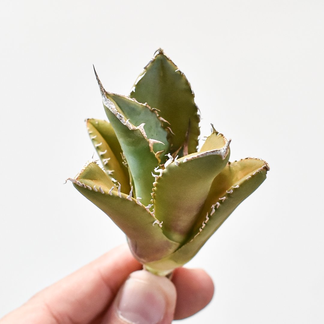 アガベ チタノタ シャークソード 完全ガイド】アガベ チタノタ 'Shark Sword'（鯊魚劍）の特徴・育て方