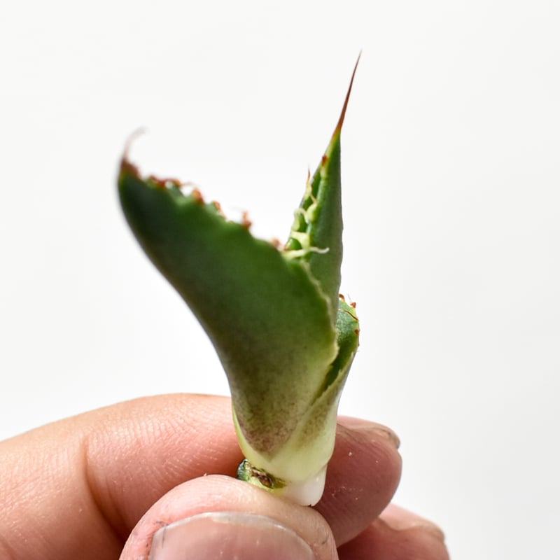 RAFLUMコレクション】アガベ チタノタ 