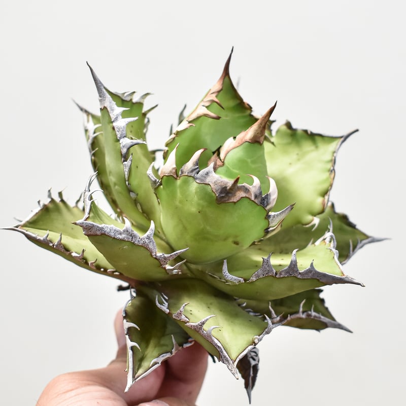 RAFLUM特選株】アガベ チタノタ  