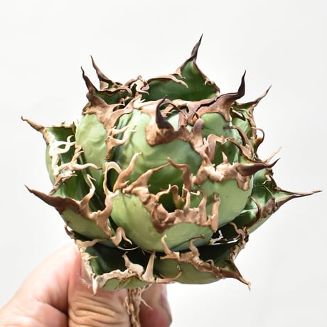 【5CLAW】アガベ チタノタ シーザー / 精品凱撒 【台湾 dragon agave産/中株/抜き苗】DG25010525